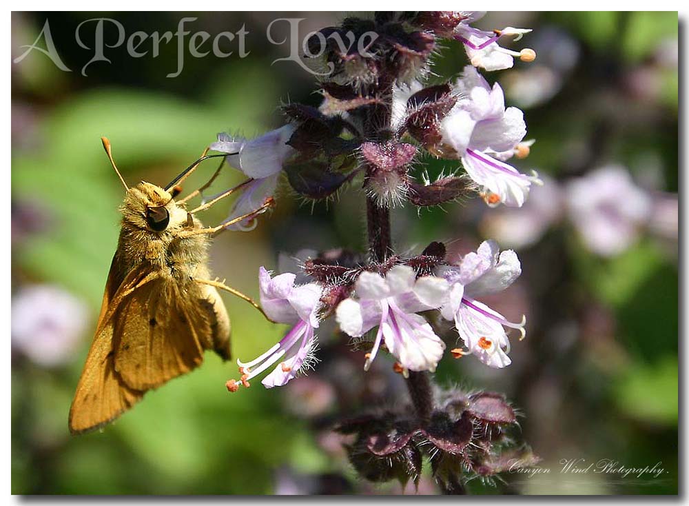 photo "A perfect love !" tags: nature, macro and close-up, insect