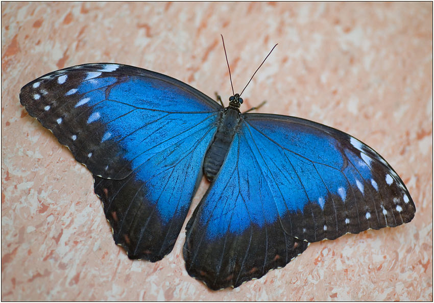 photo "Blue on pink" tags: macro and close-up, nature, insect