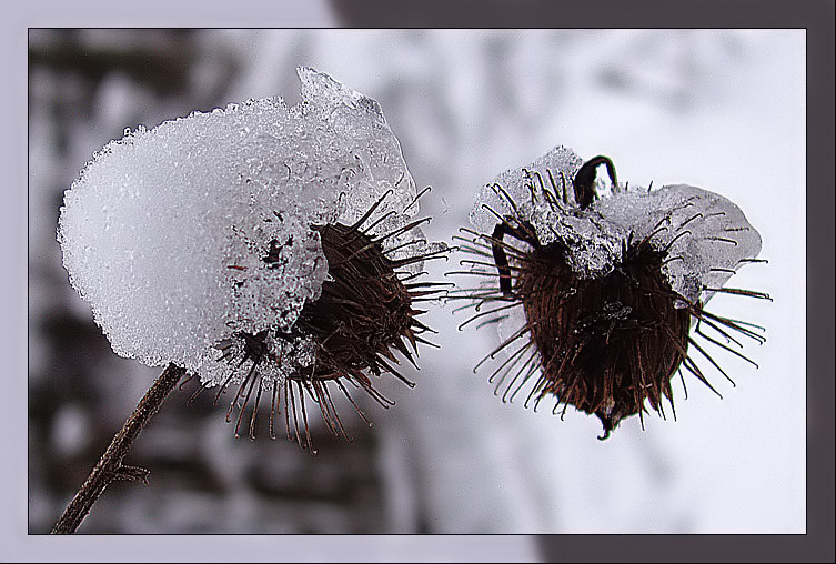 photo "Snappy dressers" tags: macro and close-up, 