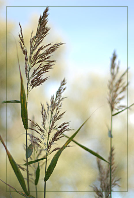 фото "***" метки: природа, цветы