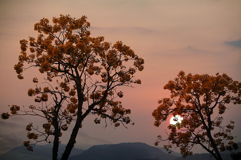 photo "Yellow Ipe" tags: landscape, sunset