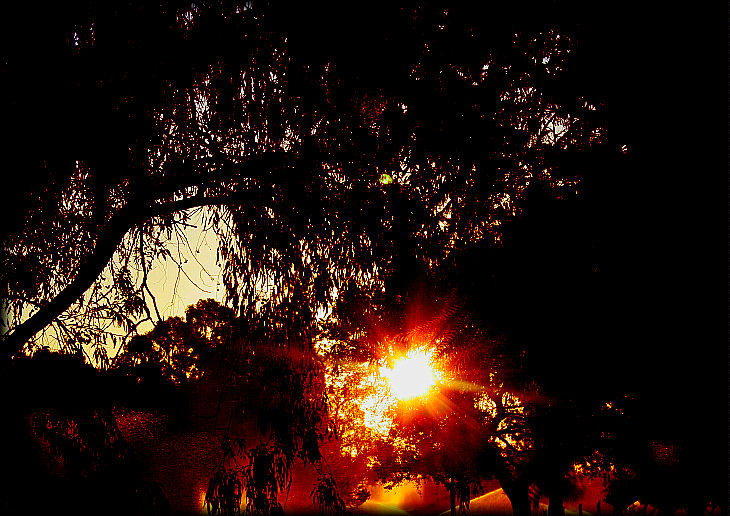 photo "Gum Tree Sunrise" tags: landscape, sunset