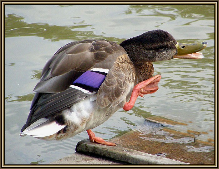 photo "ooh that feels good" tags: nature, wild animals