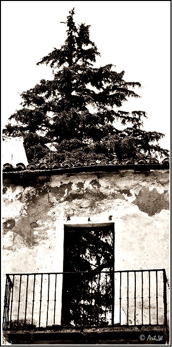 photo "Balcony for Tree" tags: black&white, 