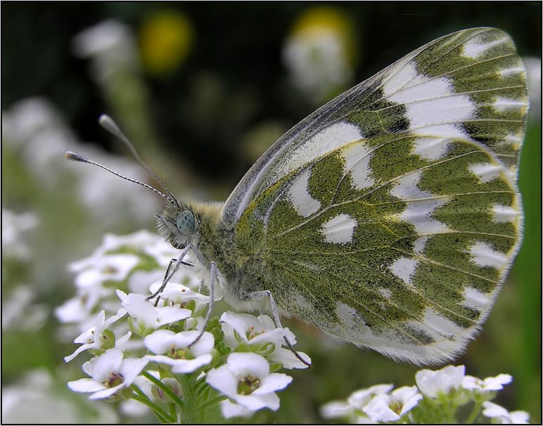 photo "Camouflage" tags: nature, macro and close-up, insect