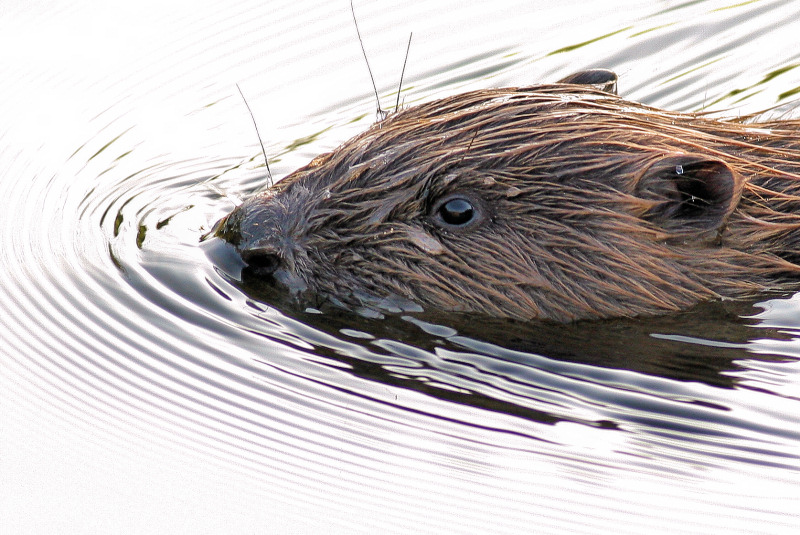 photo "Beaver (Castor fiber)" tags: nature, wild animals
