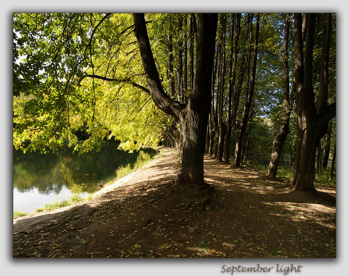 photo "September light" tags: landscape, forest