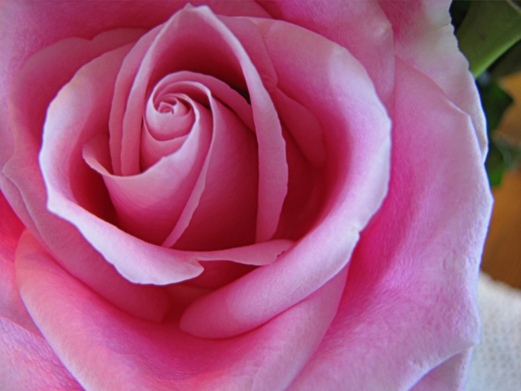 photo "Pink Rose" tags: nature, flowers