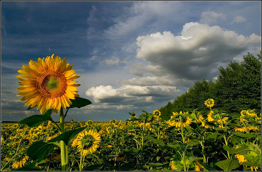 photo "One in the Warrior" tags: landscape, summer