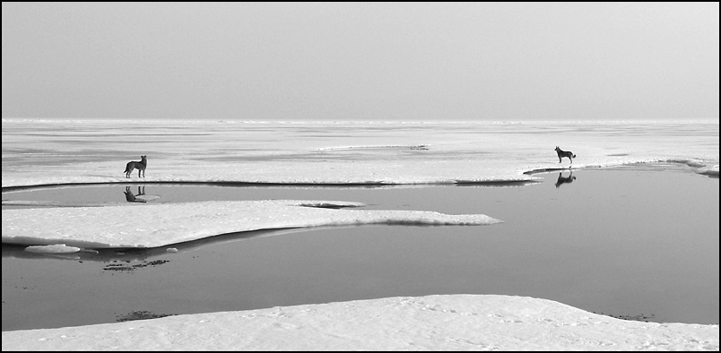 фото "Выживание..." метки: пейзаж, природа, весна