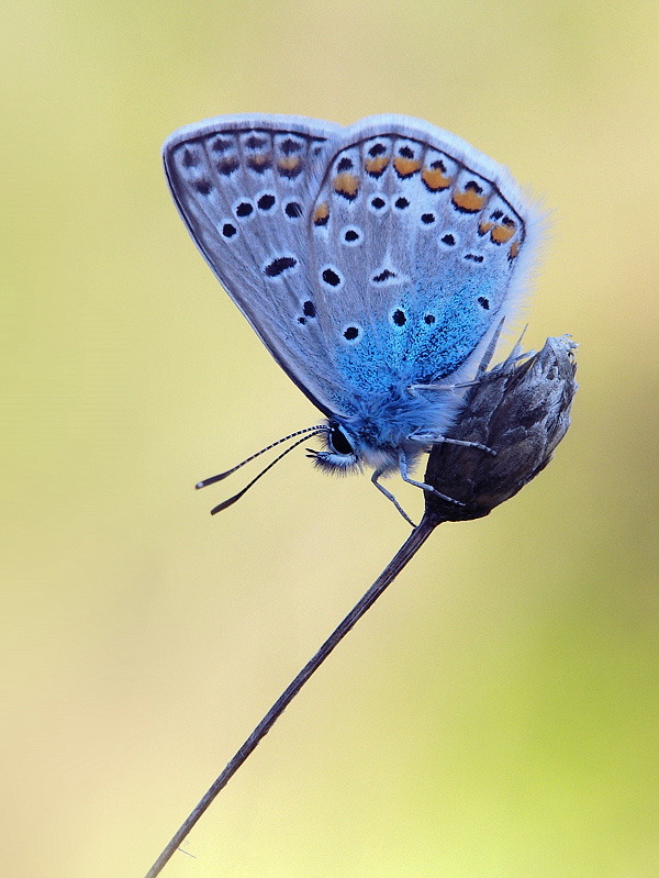 photo "***" tags: macro and close-up, 