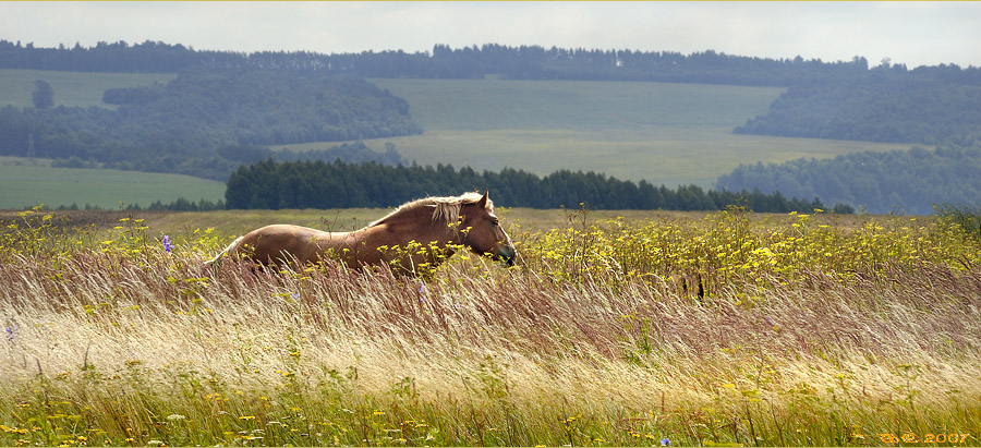 photo "At liberty" tags: landscape, nature, 