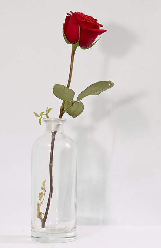 photo "rose" tags: still life, 