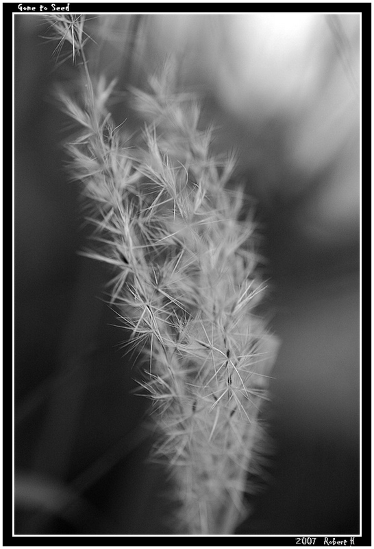 photo "Gone to Seed" tags: landscape, autumn, forest