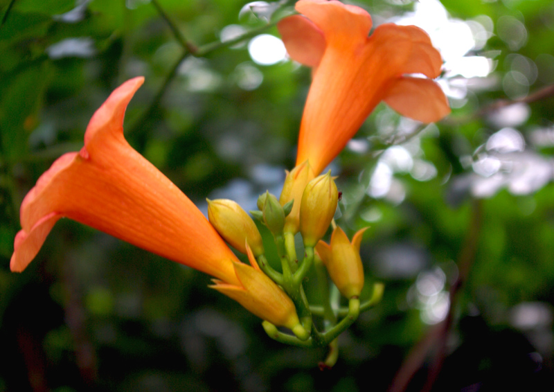 photo "Orange blur" tags: nature, flowers