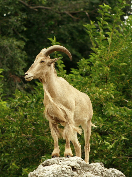 photo "King of the Hill" tags: nature, portrait, wild animals