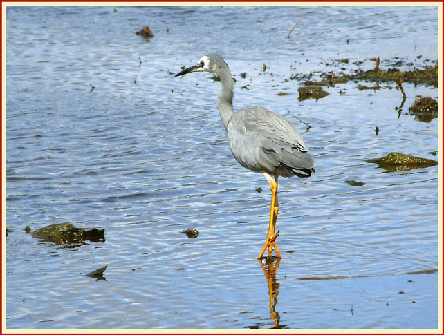 фото "White Faced Heron" метки: природа, 