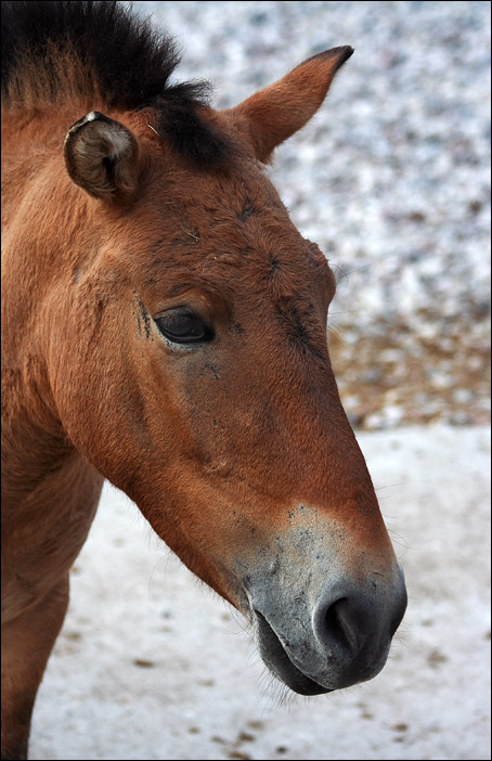 photo "Chingis-Khan's horse" tags: nature, wild animals