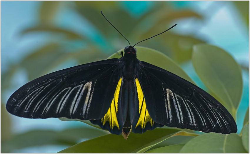 photo "Troides radamantus" tags: macro and close-up, nature, insect