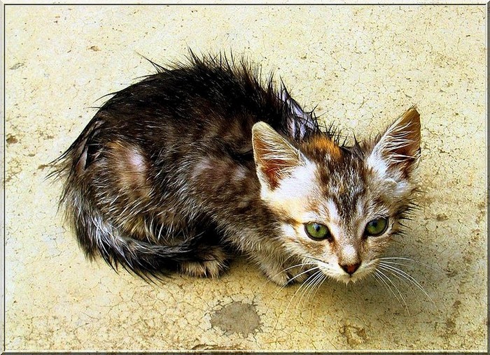 photo "wet pussycat" tags: nature, pets/farm animals