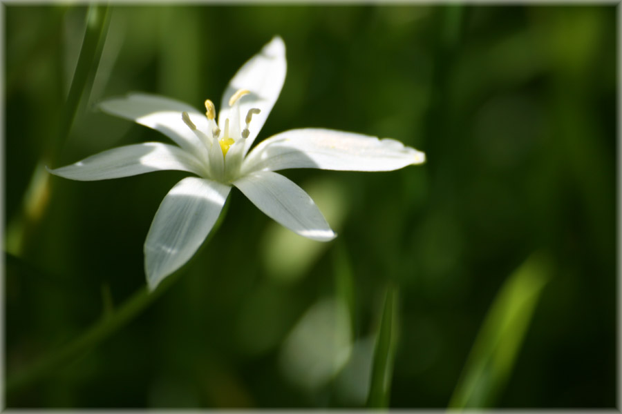 photo "***" tags: nature, flowers