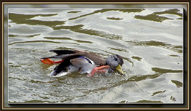 фото "swimming along" метки: природа, дикие животные