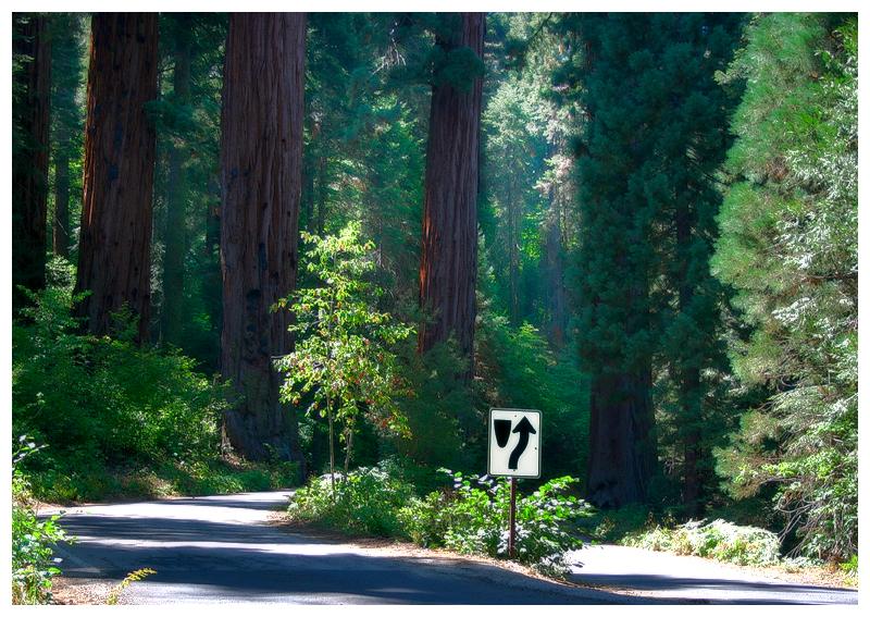 photo "Warnings" tags: landscape, forest, summer