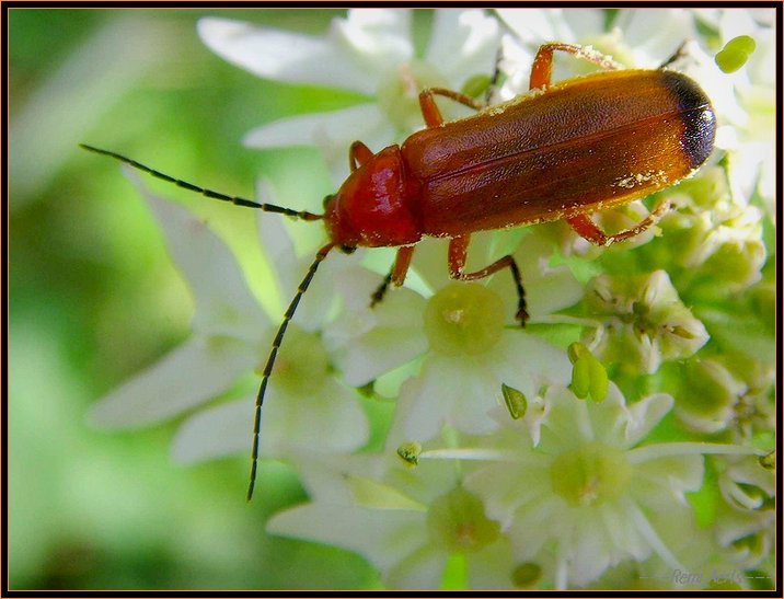 photo "beatle" tags: nature, macro and close-up, insect