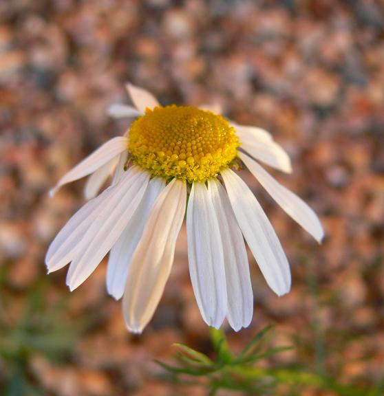 photo "***" tags: nature, flowers