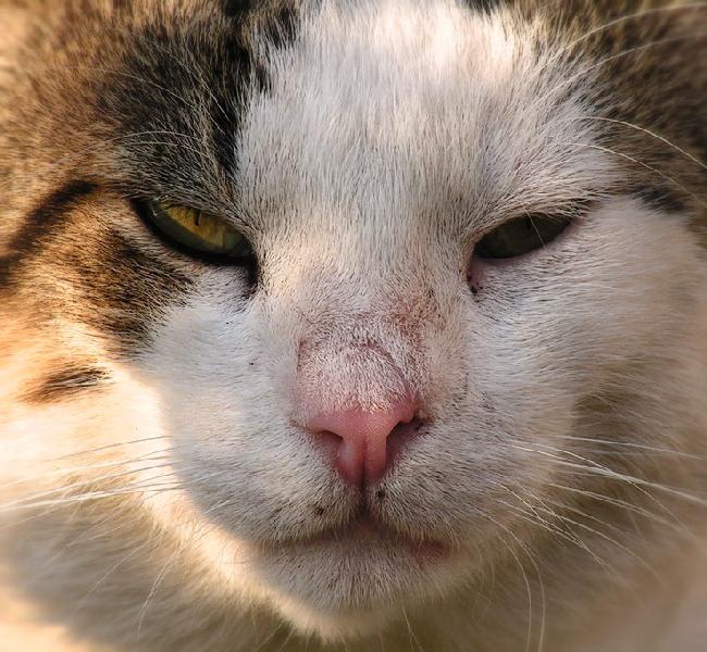 photo "The wisdom of the old warrior" tags: nature, pets/farm animals