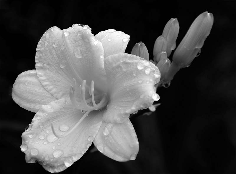 photo "***" tags: nature, flowers