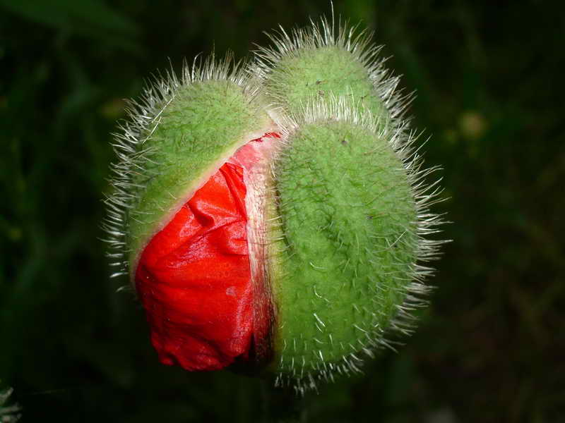 photo "poppy" tags: , 