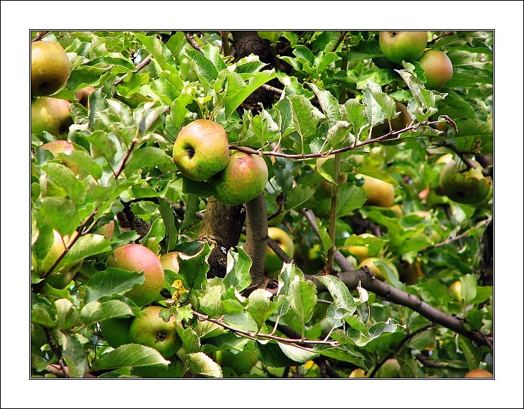фото "apples" метки: природа, разное, цветы