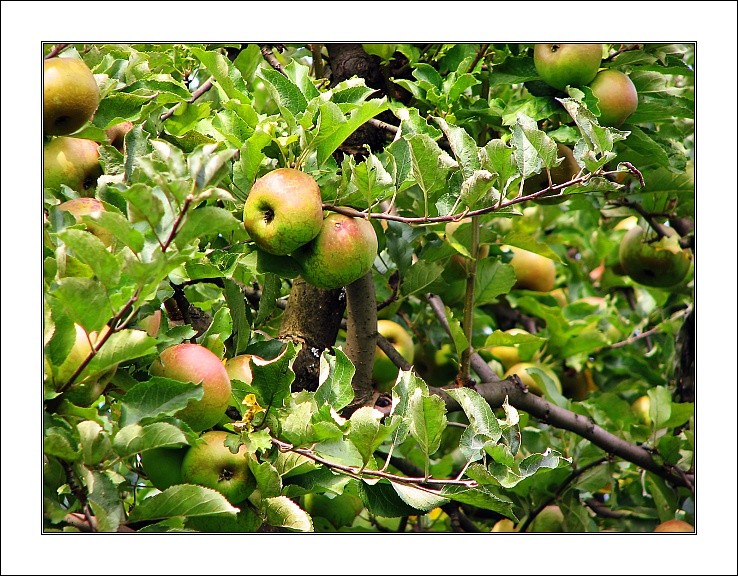 photo "apples" tags: nature, misc., flowers