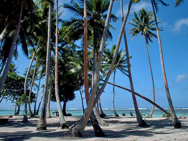 photo "Beach Palms" tags: landscape, water