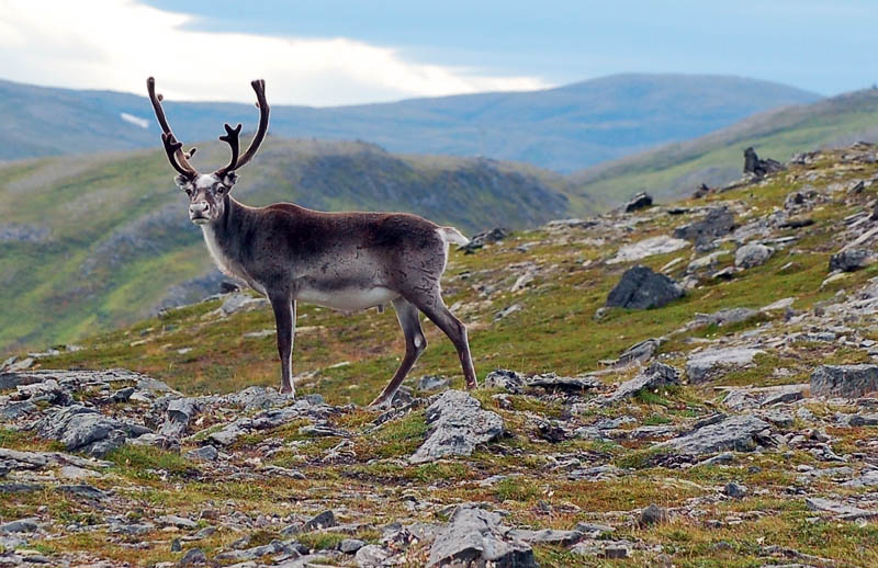 photo "***" tags: nature, travel, Europe, wild animals