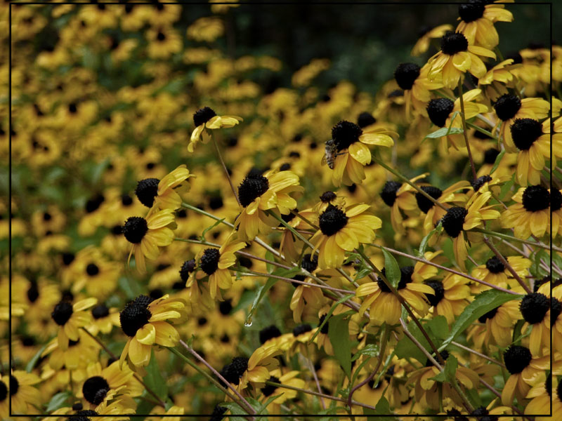фото "Field of yellow" метки: природа, пейзаж, лето, цветы