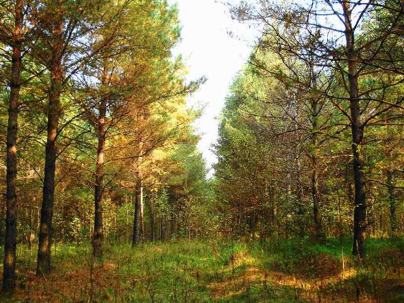 фото "Лесной пейзаж" метки: пейзаж, лес, осень