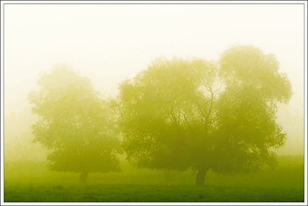 фото "Trees in fog" метки: пейзаж, 