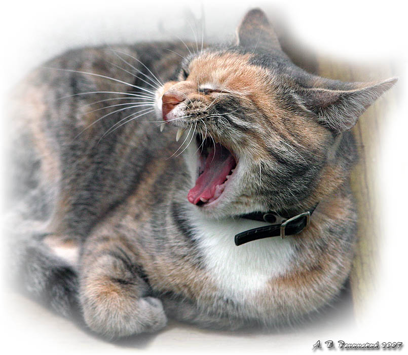 фото "Мяяяяяааауууу!... (длинный кошачий зевок:))" метки: природа, юмор, домашние животные