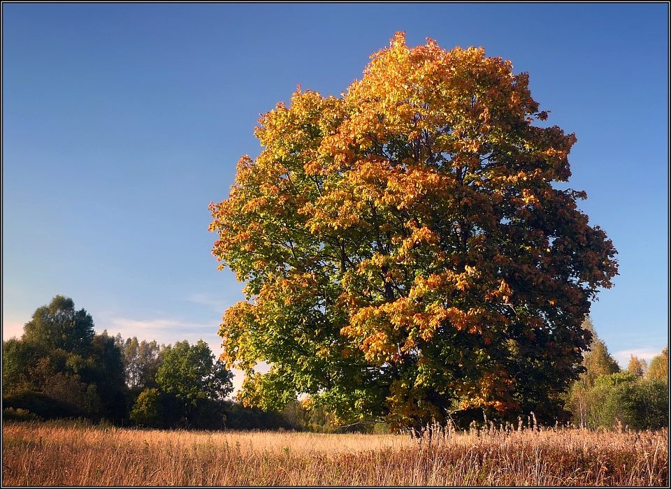 photo "Star of a season" tags: landscape, autumn