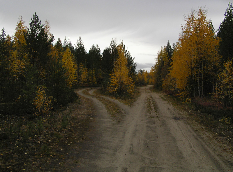 фото "Развилка в осеннем лесу" метки: пейзаж, лес, осень