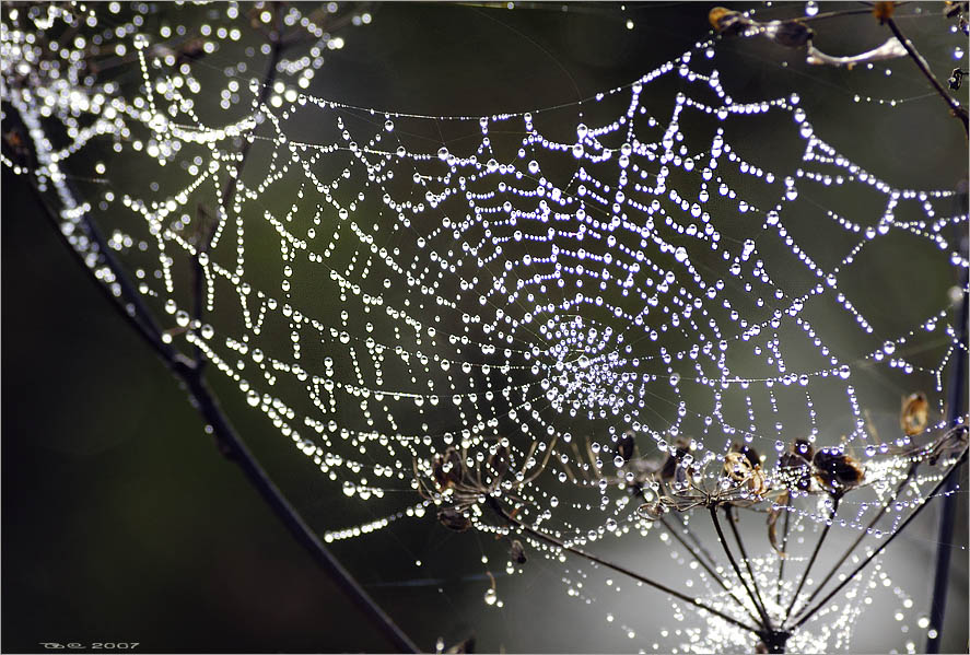 photo "The autumn lace" tags: nature, 