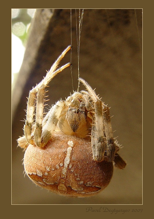 photo "The rock-climber" tags: nature, macro and close-up, insect