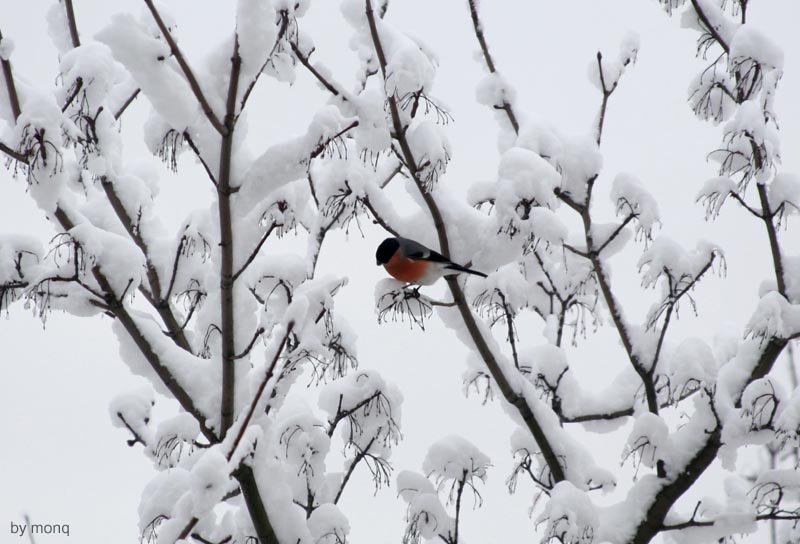 photo "bird" tags: nature, 