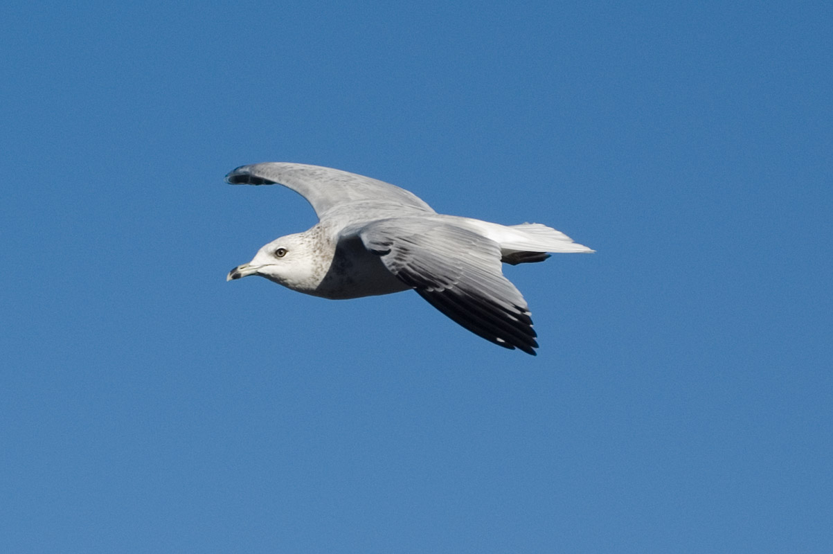 photo "The Nautical Aviator" tags: nature, wild animals