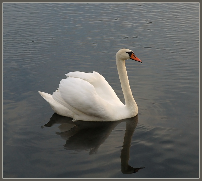 photo "Adetta" tags: nature, travel, wild animals