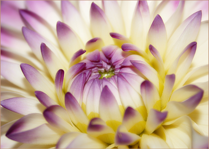 photo "***" tags: macro and close-up, nature, flowers