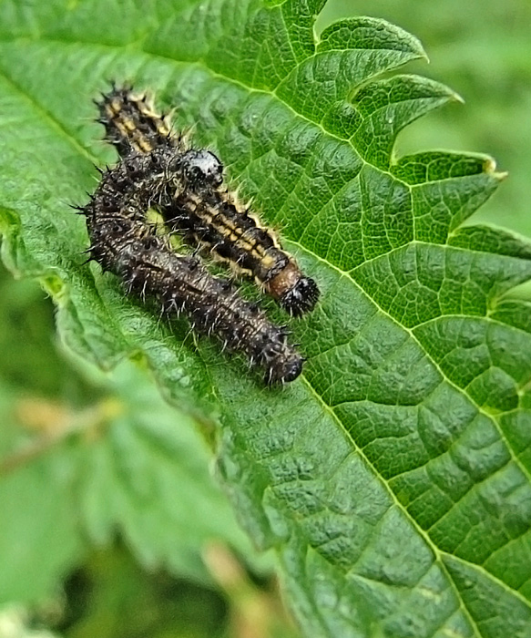 photo "***" tags: nature, humor, insect