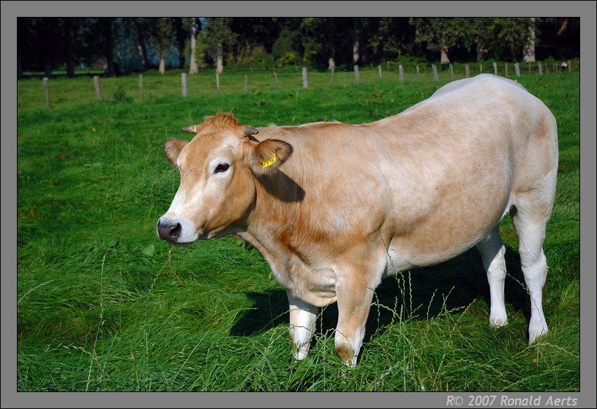 photo "Cow of Thorn" tags: travel, nature, Europe, pets/farm animals